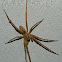 Zoropsis spider (male)