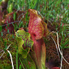 Purple Pitcher Plant