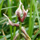 Milk Vetch (αστράγαλος)