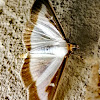 Box tree moth