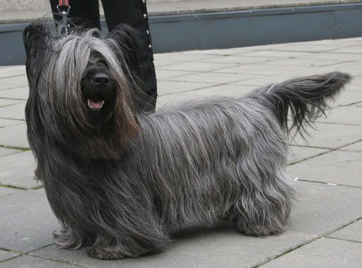 Skye Terrier Live Wallpaper