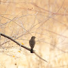 Pied Bushchat