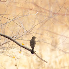 Pied Bushchat