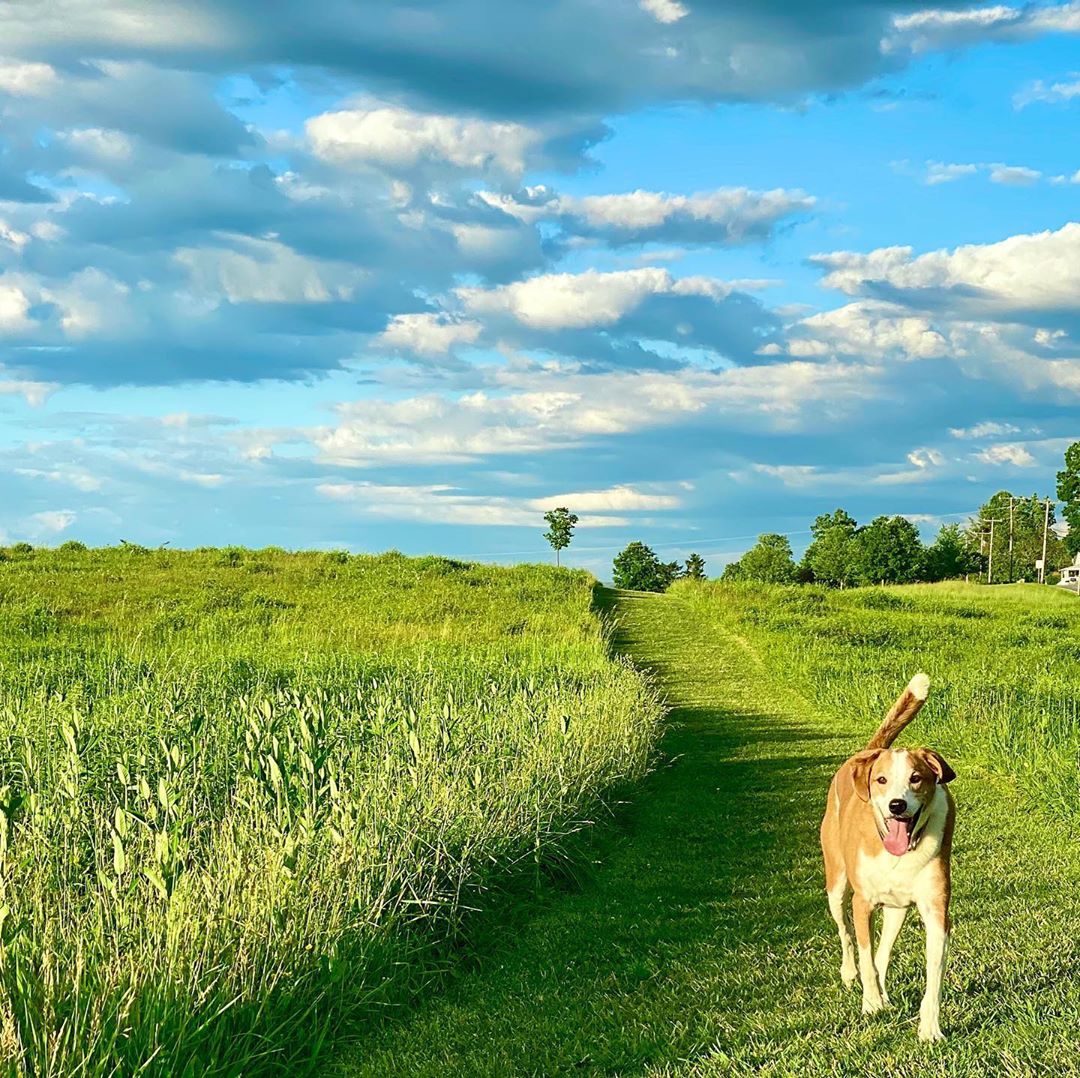 Pet Friendly Travel In The Shenandoah Valley