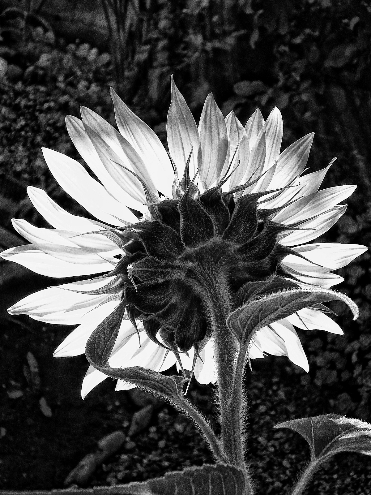 Petali di Fiorenza Aldo Photo