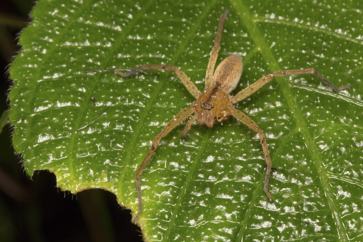 Huntsman Spider