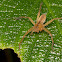 Huntsman Spider