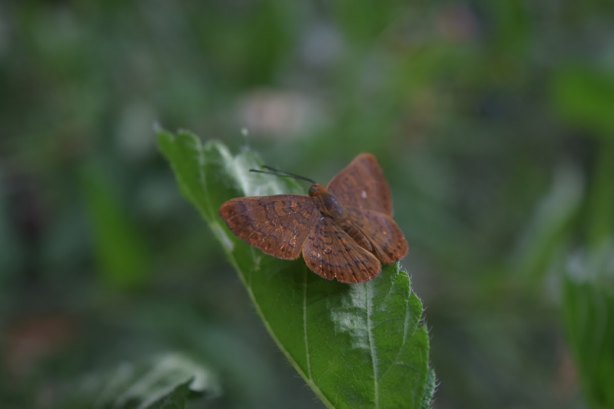 Falcate metalmark butterfly