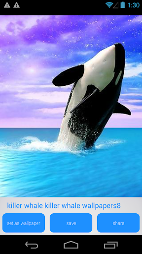 免費下載個人化APP|Killer Whale HD Wallpapers app開箱文|APP開箱王
