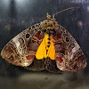 Orange Underwing Forester