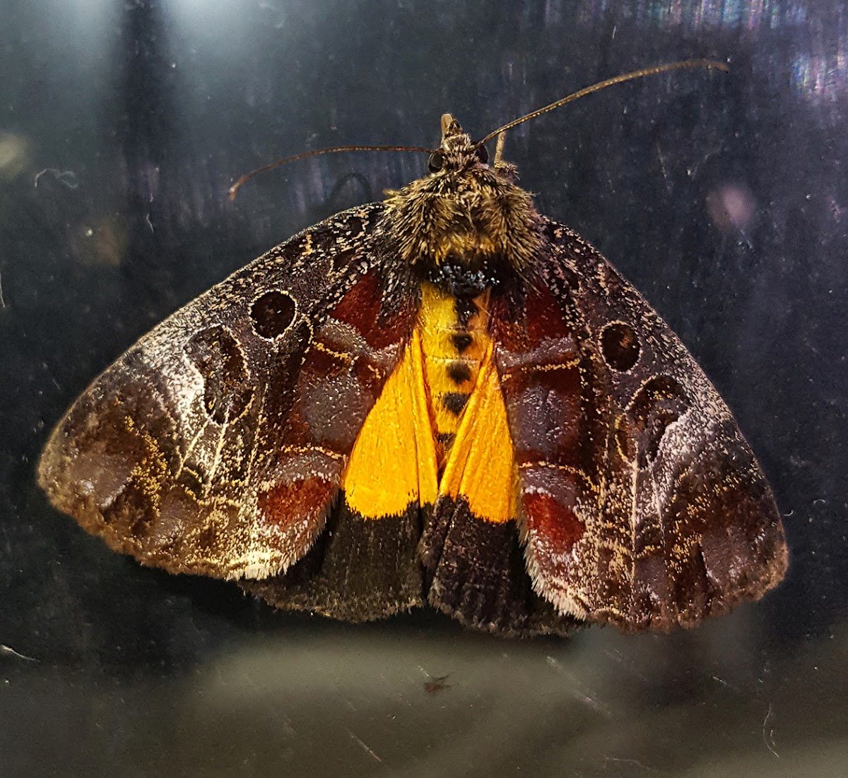 Orange Underwing Forester