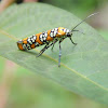 Ailanthus Webworm Moth