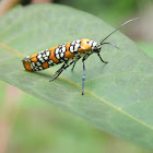 Ailanthus Webworm Moth