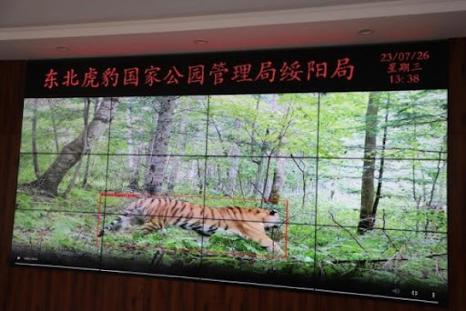 Značajan porast broja divljih tigrova i leoparda u nacionalnom parku u severoistočnoj Kini