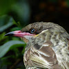 Spiny-cheeked Honeyeater