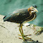 Green Heron