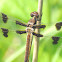 Twelve-spotted skimmer