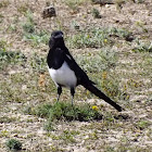 Black-Billed Magpie