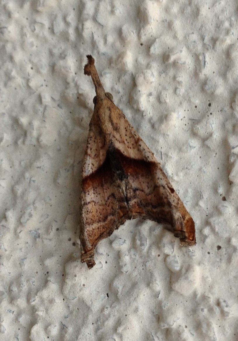 Dark-spotted Palthis Moth, male