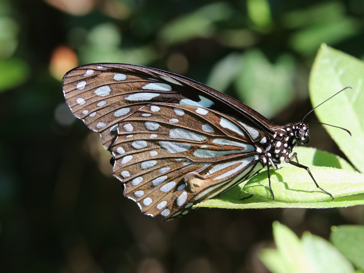 blue tiger