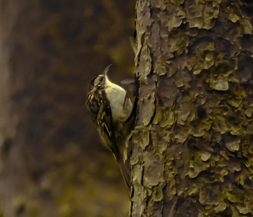 Eurasian Treecreeper