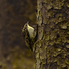 Eurasian Treecreeper