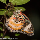 Leopard Lacewing