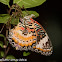 Leopard Lacewing