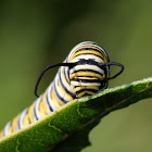 Monarch Caterpillar