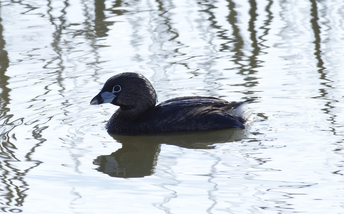 Pied Billed Grebe