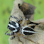 Jumping Spider (Male)