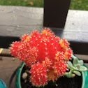 Red Moon Cactus