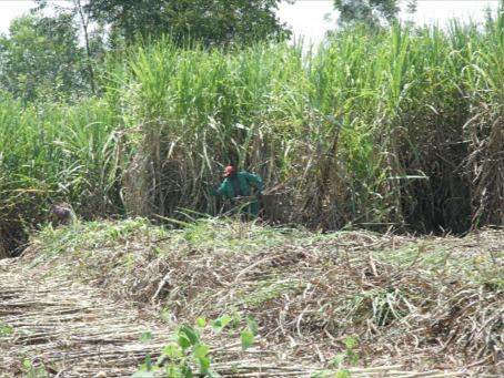 FILE IMAGE: Mumias sugar company cane cutters at work in sugarcane farms in Kakamega in September last year. Photo/ Samuel Simiti