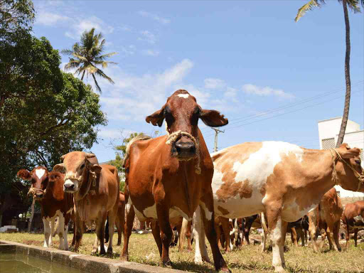 "With large swathes of the country hit by recurring periods of drought, Kenyan herders and farmers are increasingly eager to sell animals." /JOHN CHESOLI