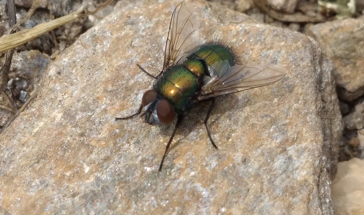 Green Bottle Fly