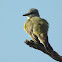 Western kingbird