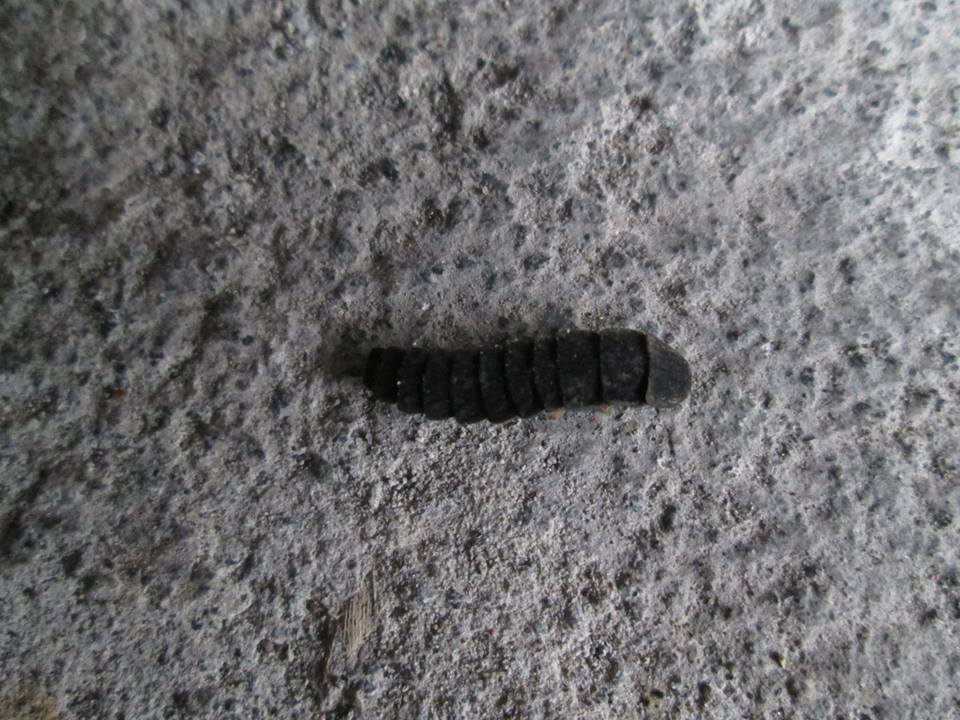 Firefly (Larva)