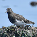 Black turnstone