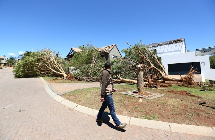 Clinton Zaverdino looks at the trees that fell during the stormy weather on 9 October 2017 and blocked the driveway of a house in Pinehaven estate.