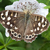 Speckled Wood Butterfly