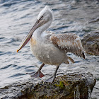 Dalmatian Pelican