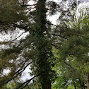 Pine tree