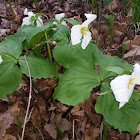 Giant Trillium