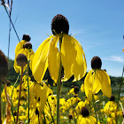 Prairie Coneflower