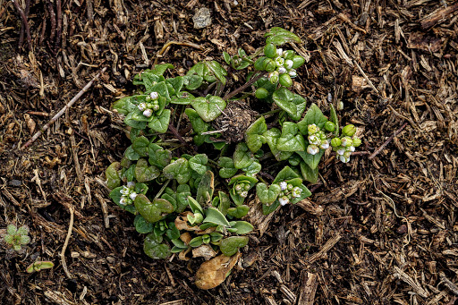 Cochlearia danica