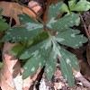 Waterleaf