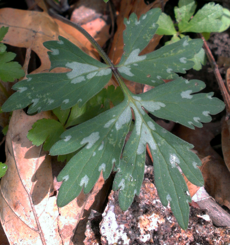 Waterleaf