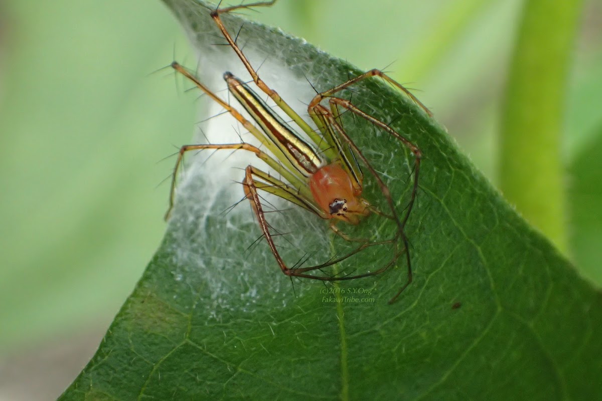 Lynx Spider