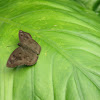 Common Small Flat Butterfly