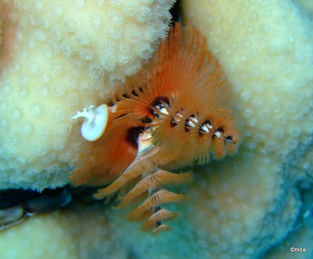 Spirobranchus giganteus (Red and white christmas tree worm)